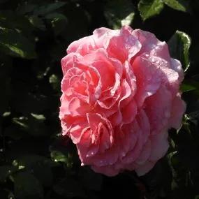Tickled Pink Rose (Rosa Tickled Pink) 2